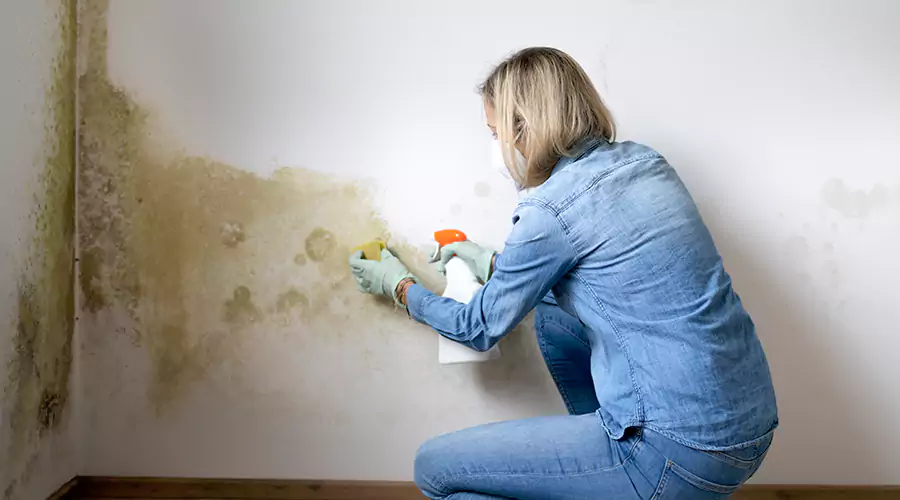 How Much Does Mold Remediation Cost