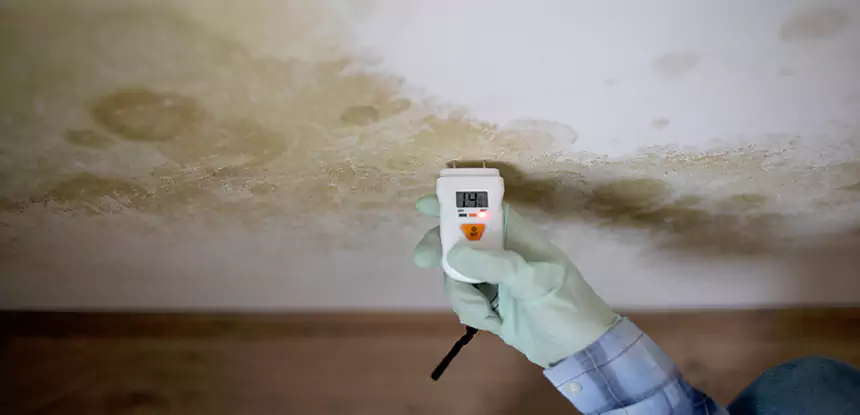 Emergency Mold Remediation in Duluth